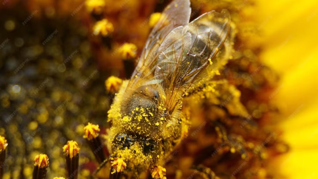 माहुरी प्रोपोलिसको प्रयोगबाट मानिसलाई कसरी जोगाउने / Protect from use of Bee propolis