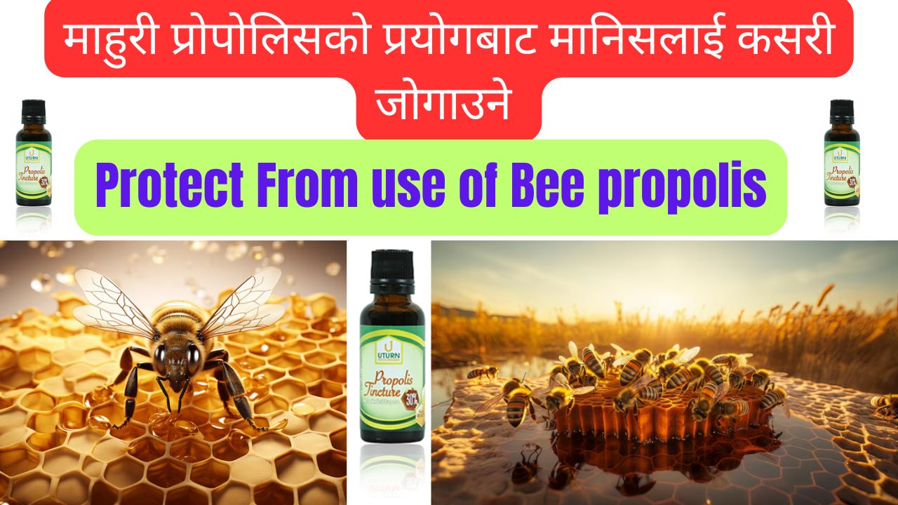 माहुरी प्रोपोलिसको प्रयोगबाट मानिसलाई कसरी जोगाउने / Protect from use of Bee propolis