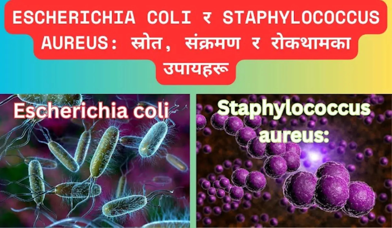 Escherichia coli र Staphylococcus aureus: स्रोत, संक्रमण र रोकथामका उपायहरू